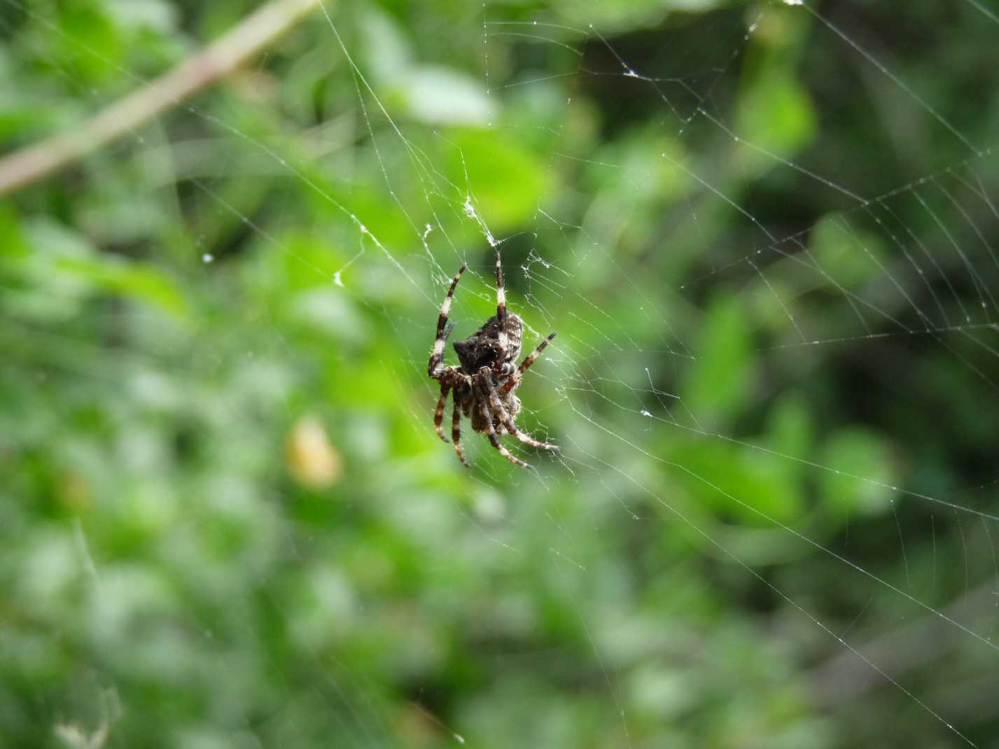 Araneus sp.